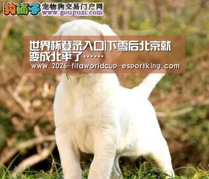 世界杯登录入口|下雪后北京就变成北平了……(图3) 世界杯登录入口